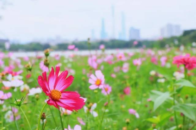 "花路"上新！海珠濕地賞花花花花！