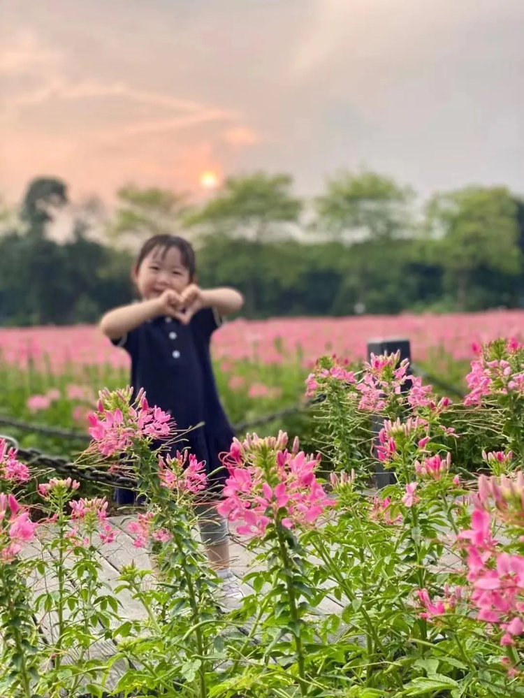 20000㎡醉蝶花海！海珠濕地賞花游園指南