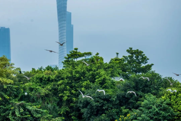 又見(jiàn)黃胸鹀！候鳥(niǎo)季來(lái)臨，首批“天空精靈”已飛抵！