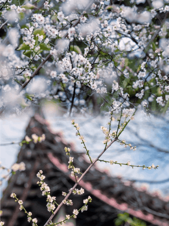 錯(cuò)過(guò)等一年海珠“雪景”來(lái)啦！