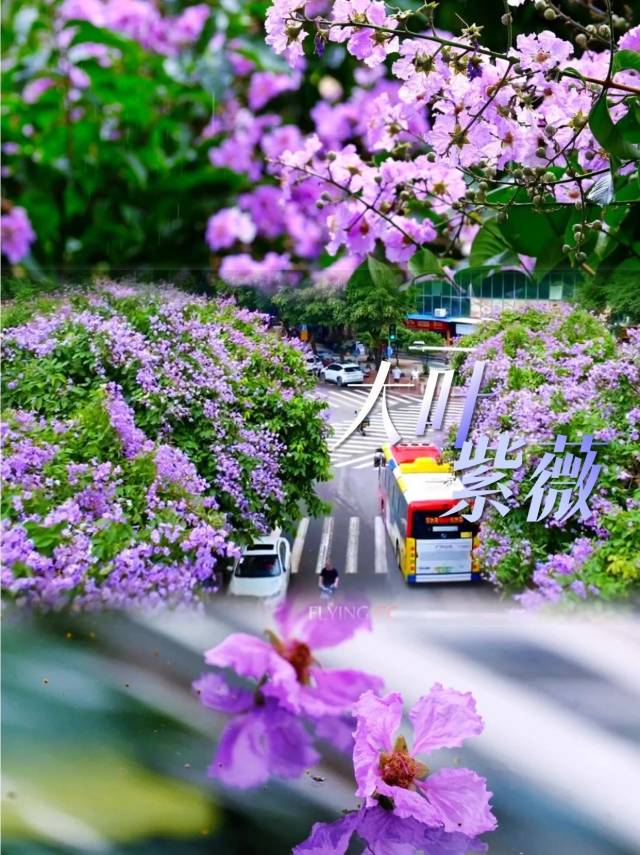 “紫霞仙子”上線！花瀑布如夢(mèng)如幻！
