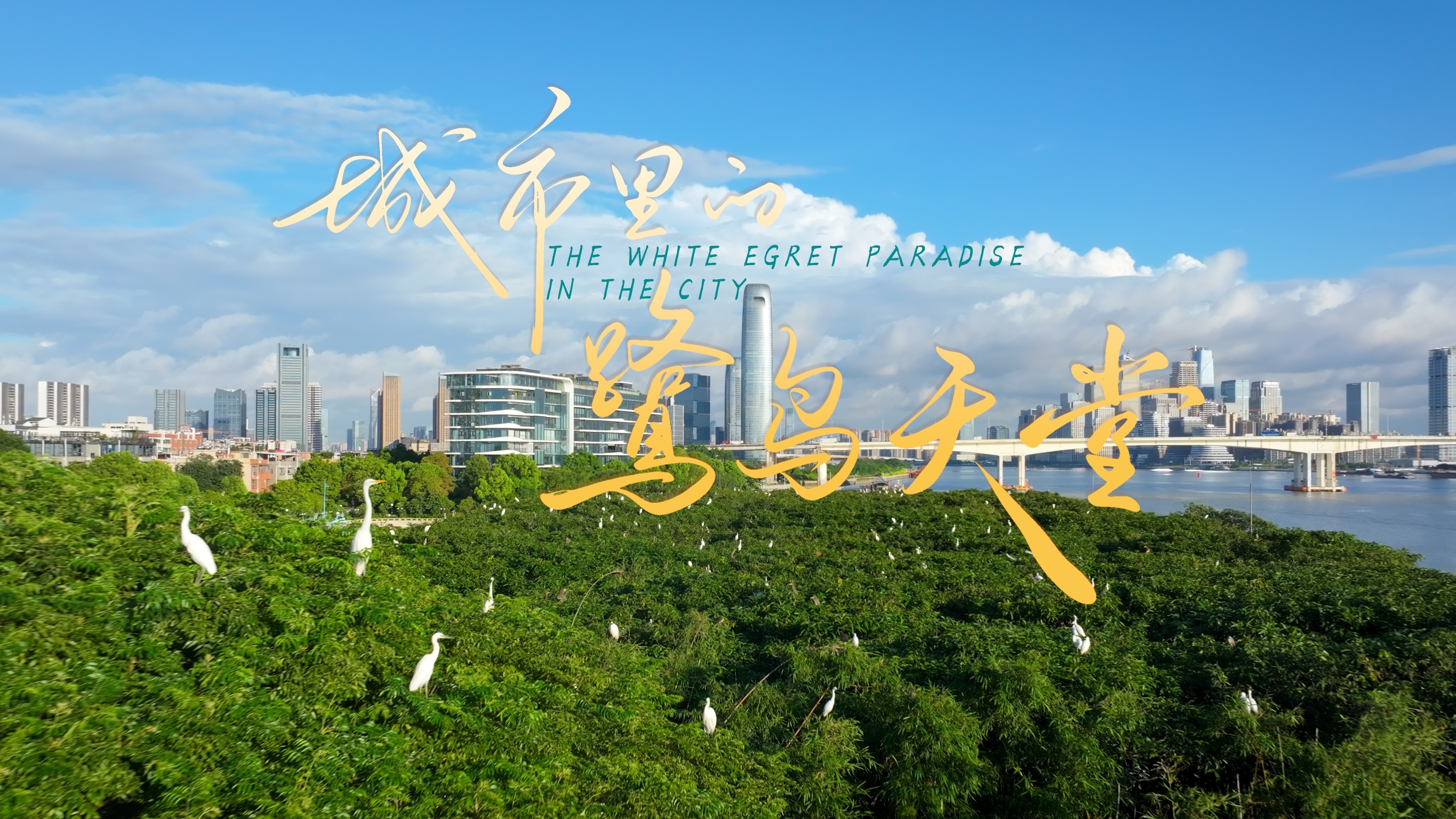 海珠丨城市里的鷺鳥(niǎo)天堂