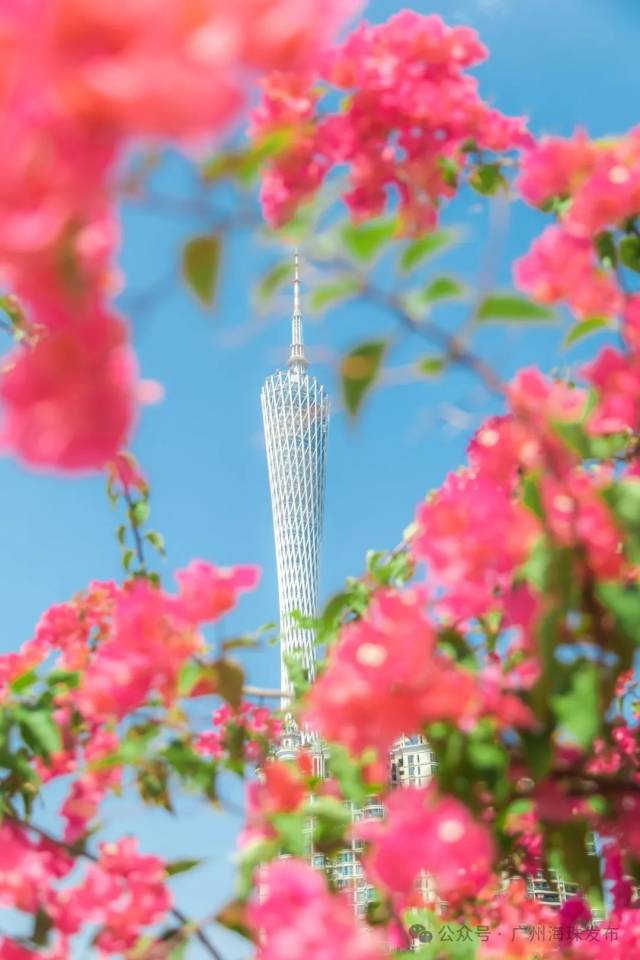 秋天的“花腰帶”來(lái)了！不要錯(cuò)過(guò)廣州的簕杜鵑